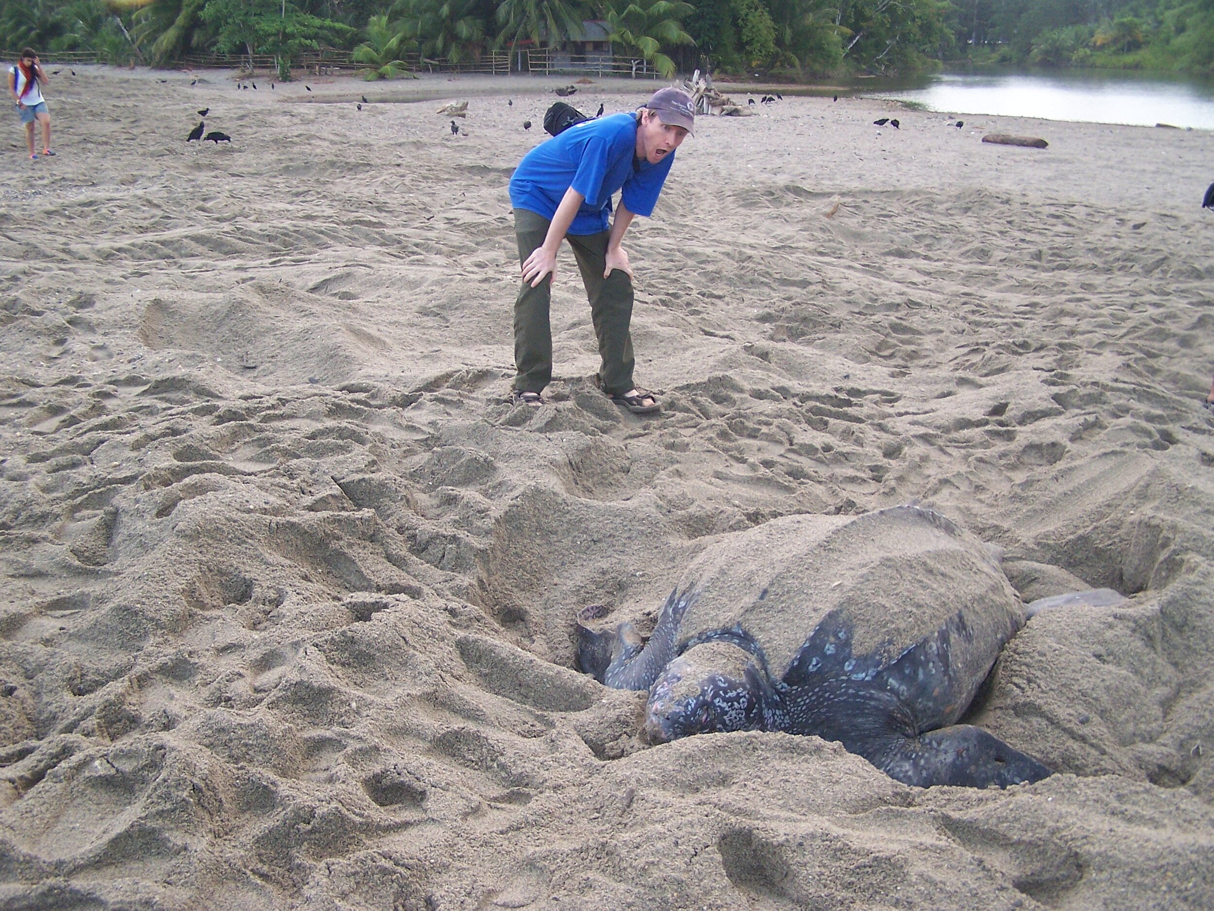 Brad being sufficiently impressed by a leatherback nesting in Trinidad
