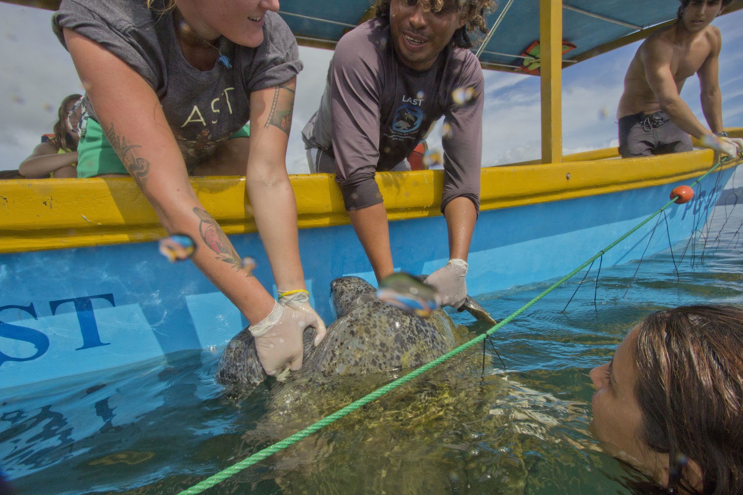 Help researchers set nets to catch the turtles