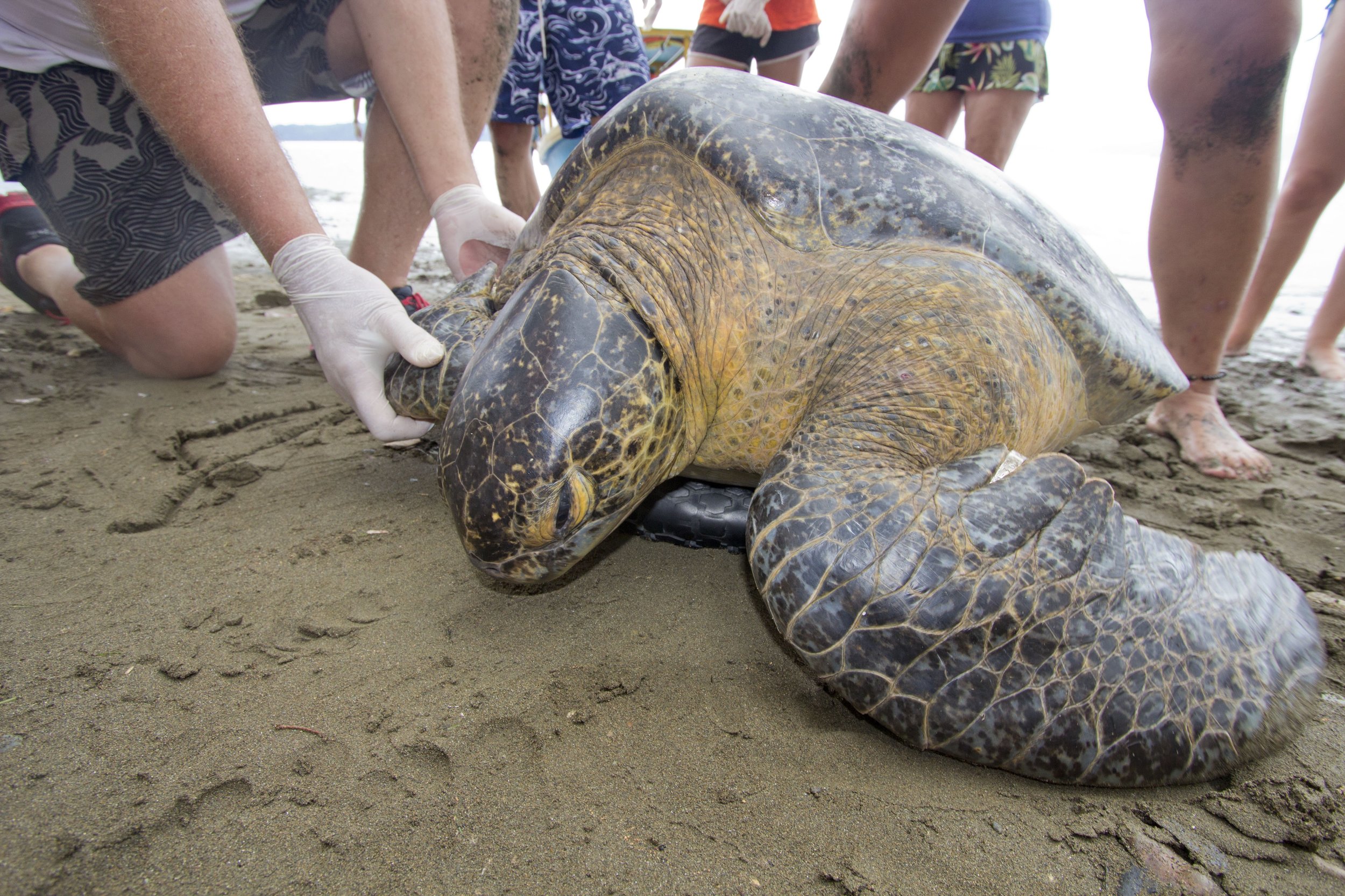 Once caught, bring the turtles to the beach to study and release