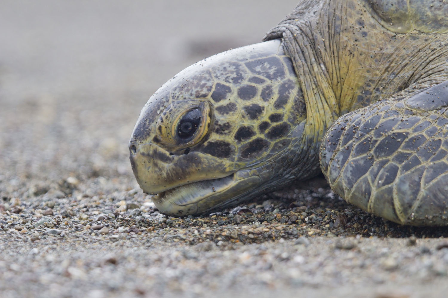 Costa Rica Green Turtle Research - Day By Day Slideshow