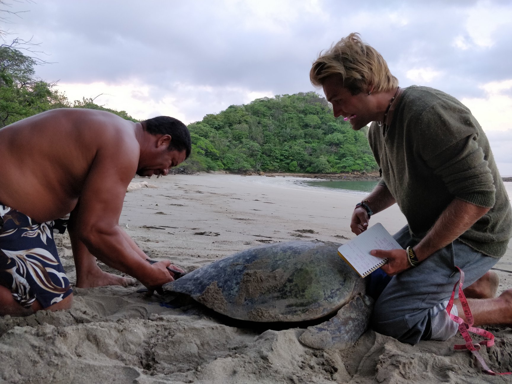 Randall Mora of ETC tagging a green turtle with a volunteer. Photo: Equipo Tora Carey