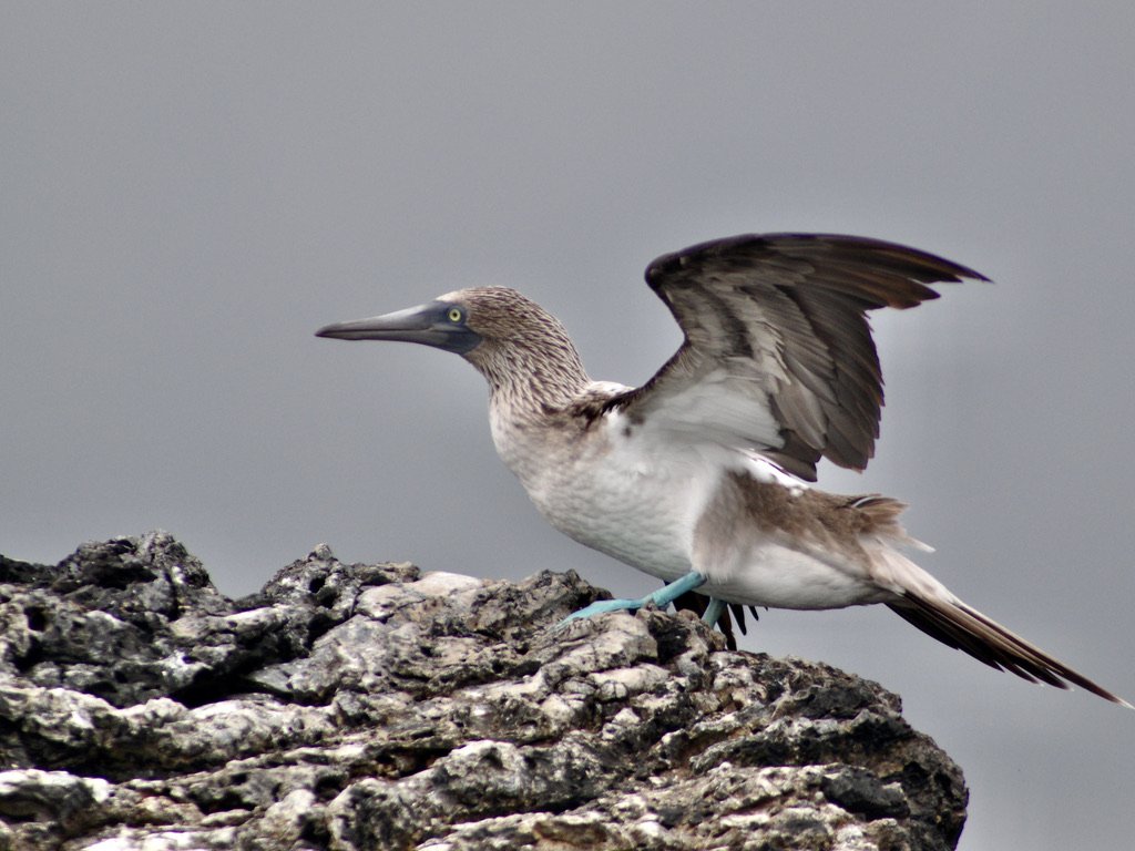 blue footed boobie taking off