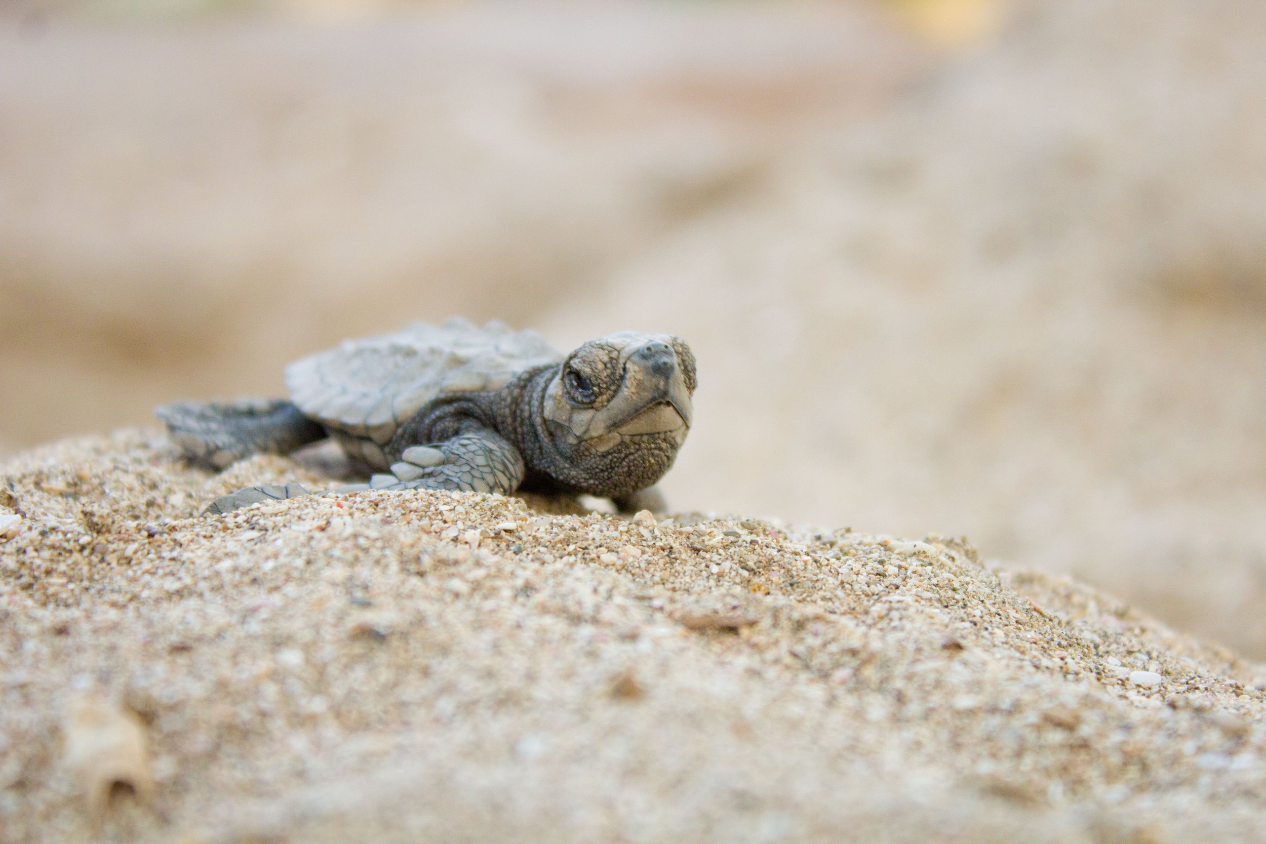 turtle hatchling on sand