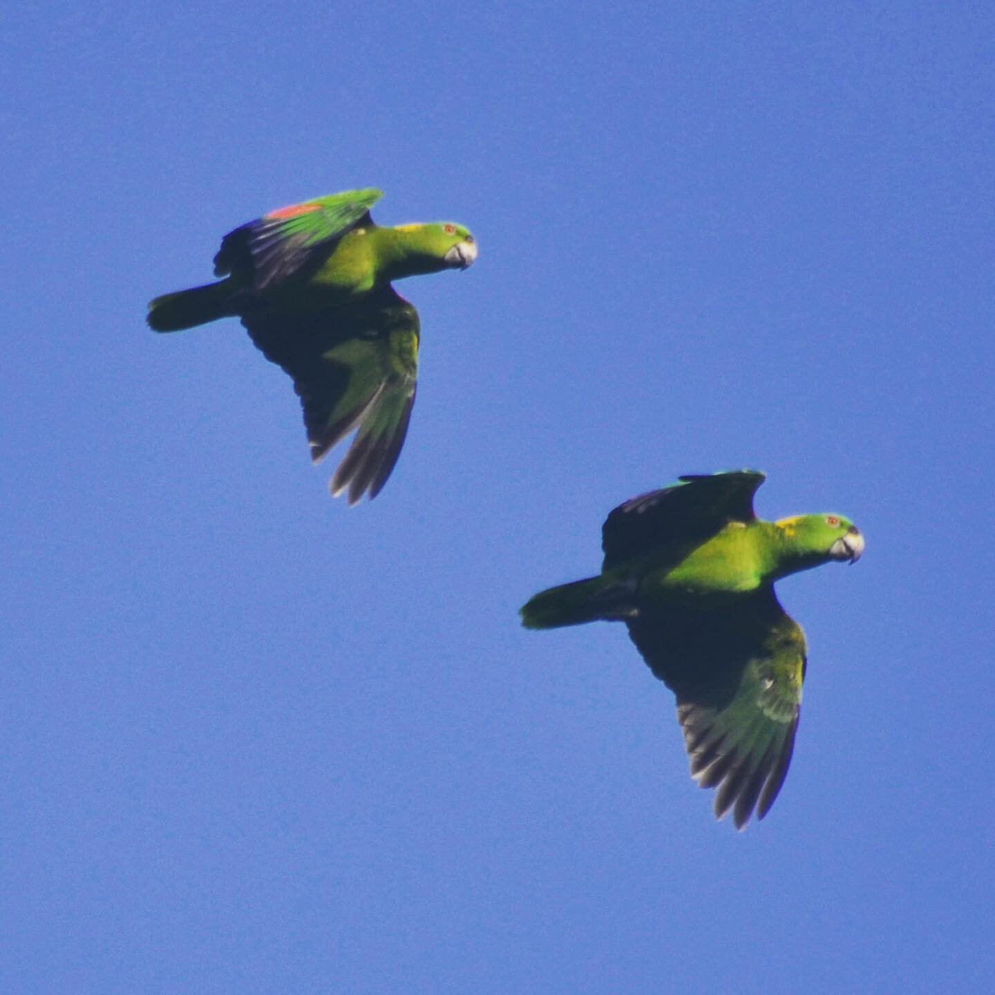 Day 2: The other half of the group will participate in an early evening count of yellow-naped parrots as they return to their roost for the night. (photo: Equipo Tora Carey)