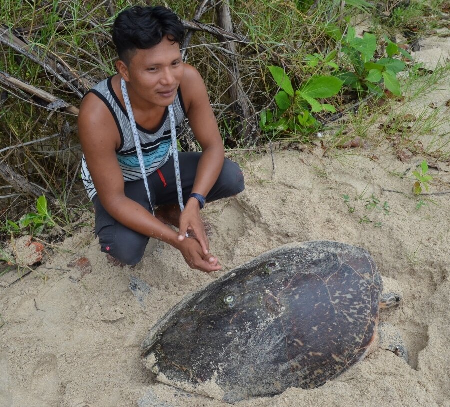 Project staff Arcelio with a nesting hawksbill (Photo: Peter &amp; Anne Meylan)