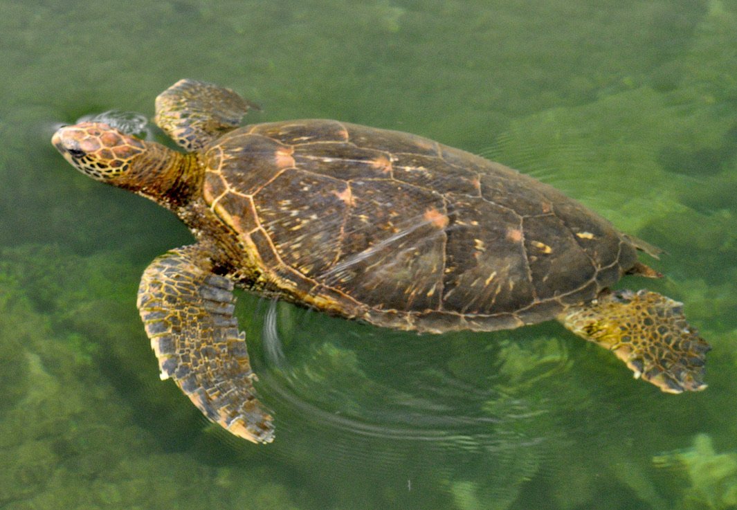 swimming green turtle