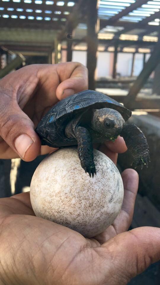 Baby Galapagos Tortoise.jpg