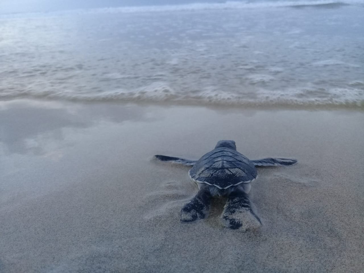 baby sea turtle release.jpg