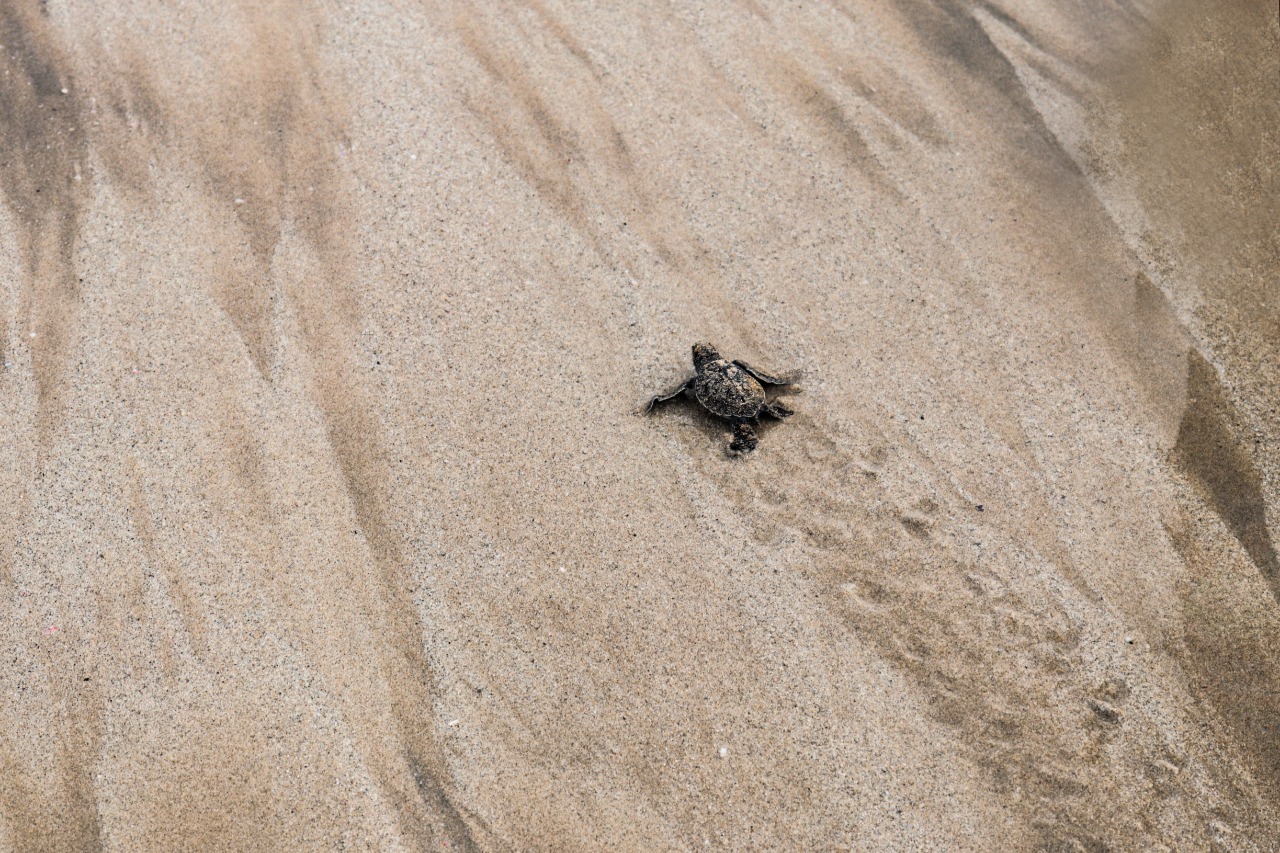 baby turtle and tracks.jpg