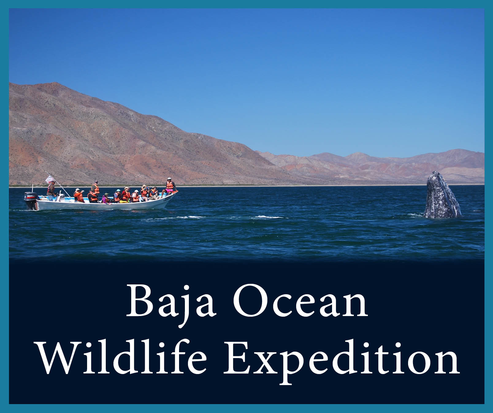 Baja Ocean Wildlife 2.jpg