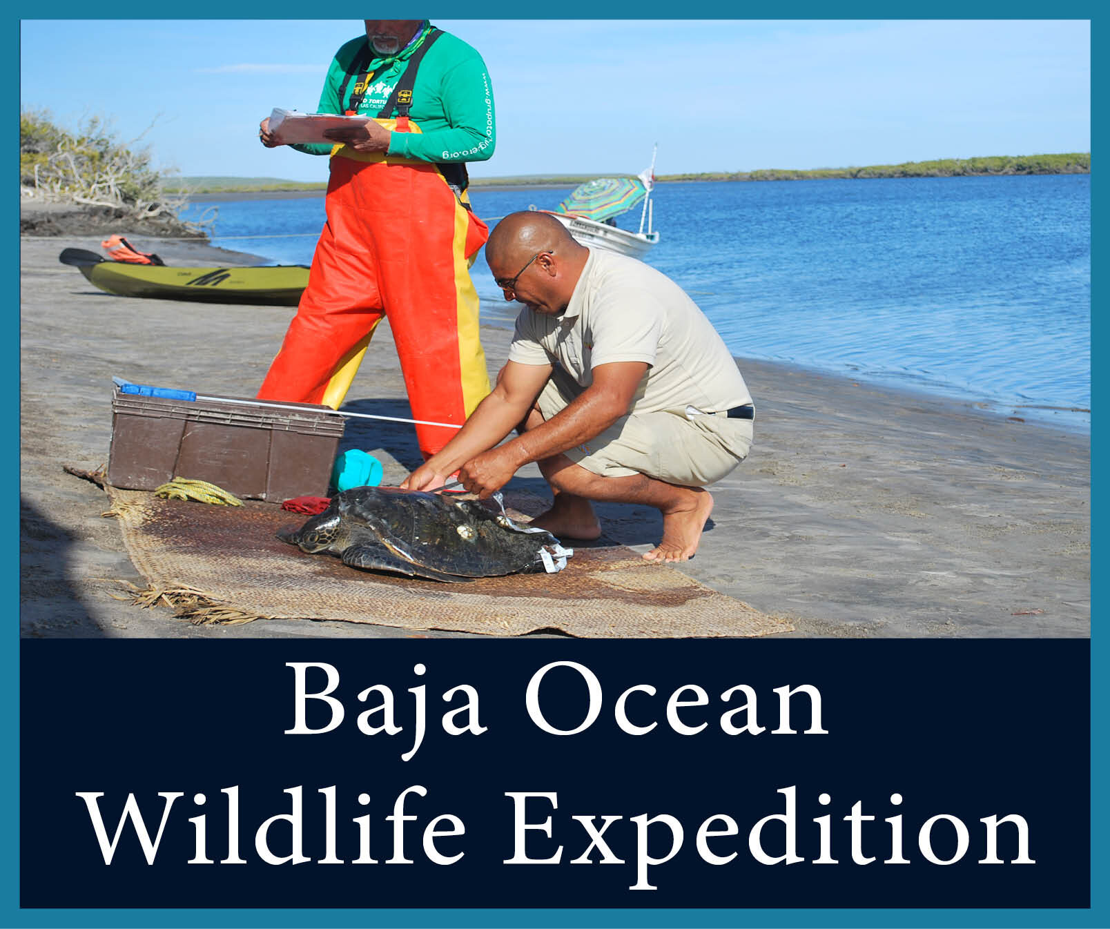 Baja Ocean Wildlife 3.jpg