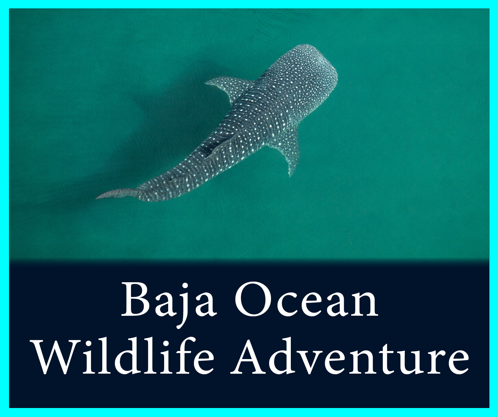 Baja Ocean Wildlife.jpg
