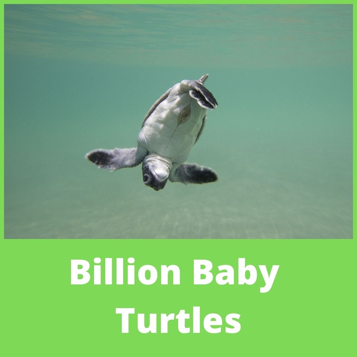 saving baby turtles