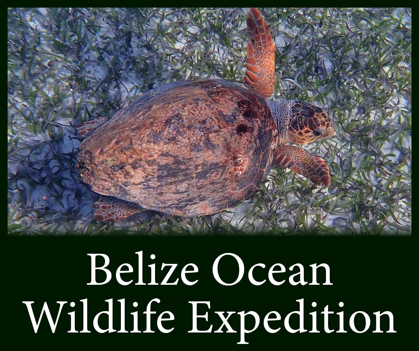 Belize Button 2.jpg
