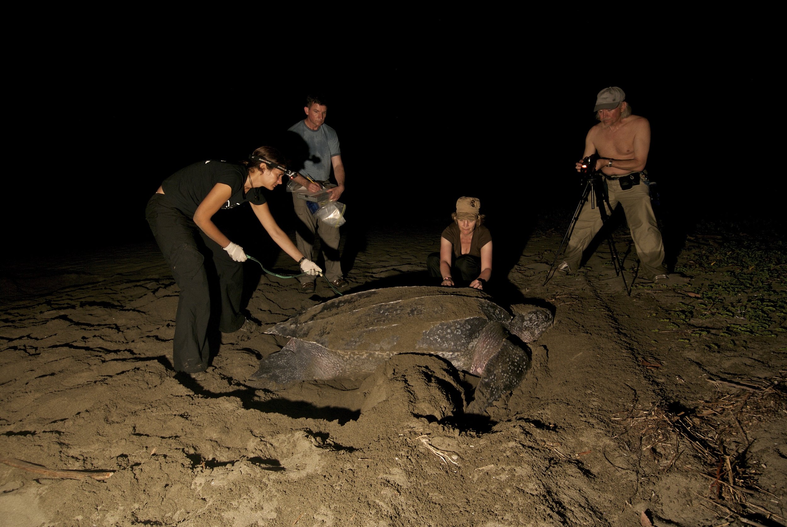 Night 2: First night patrol on the turtle nesting beach to look for leatherbacks.
