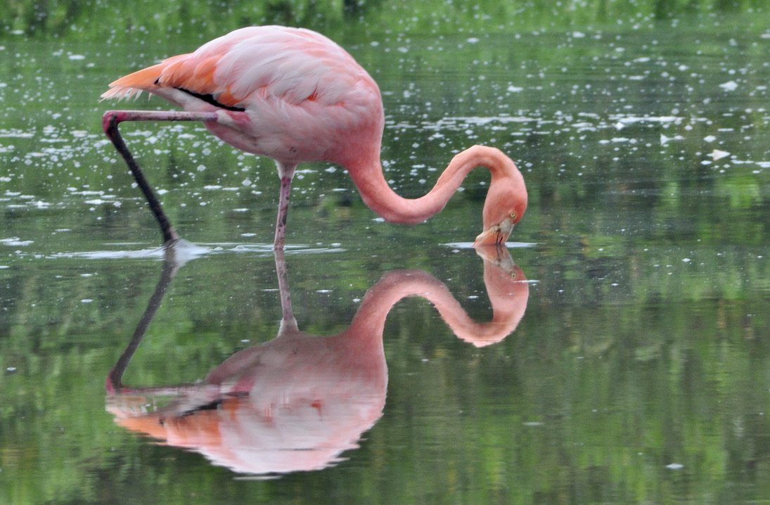 flamingo feeding