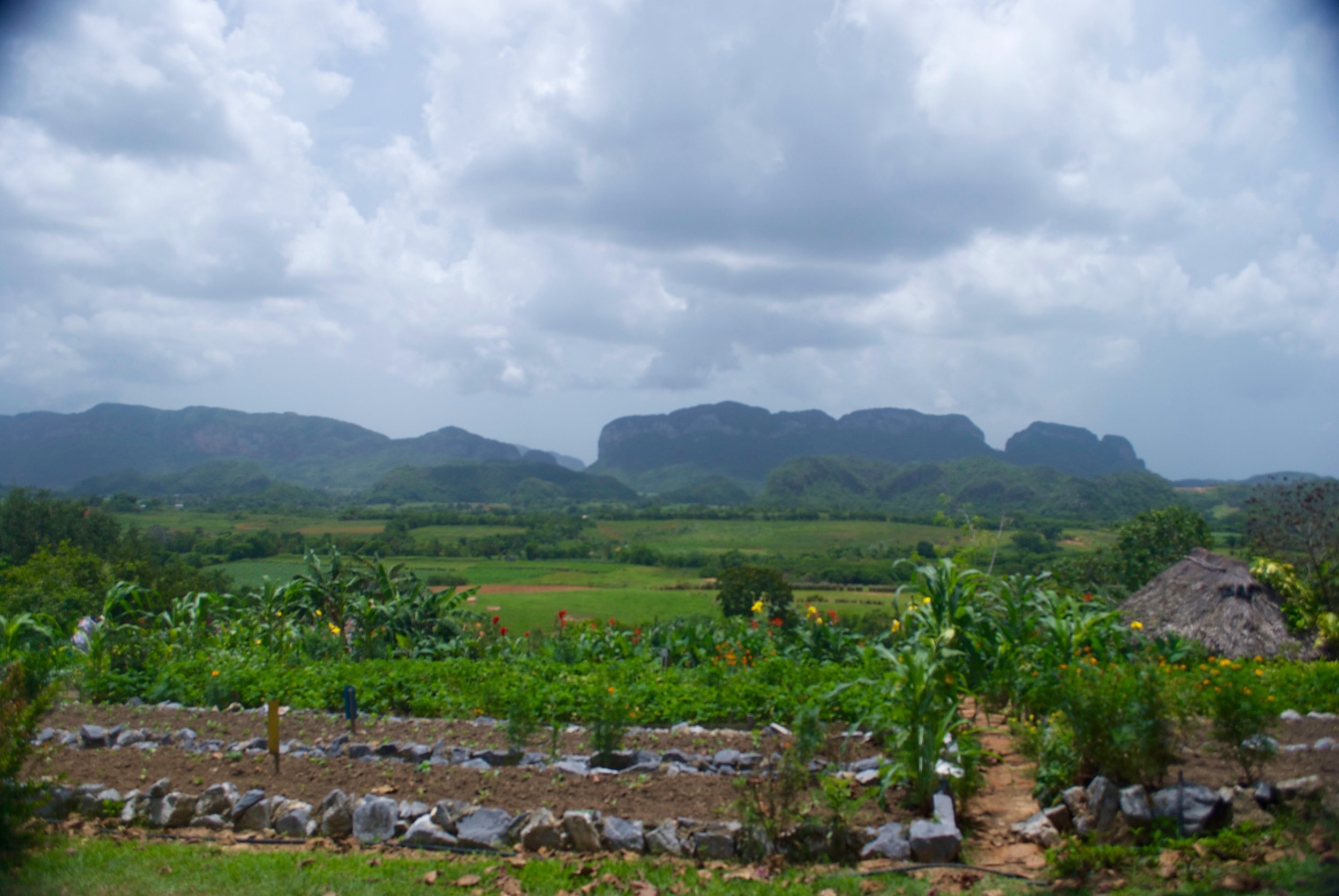 Day 3: Board your private bus and head to Viñales for lunch at an organic farm. 
