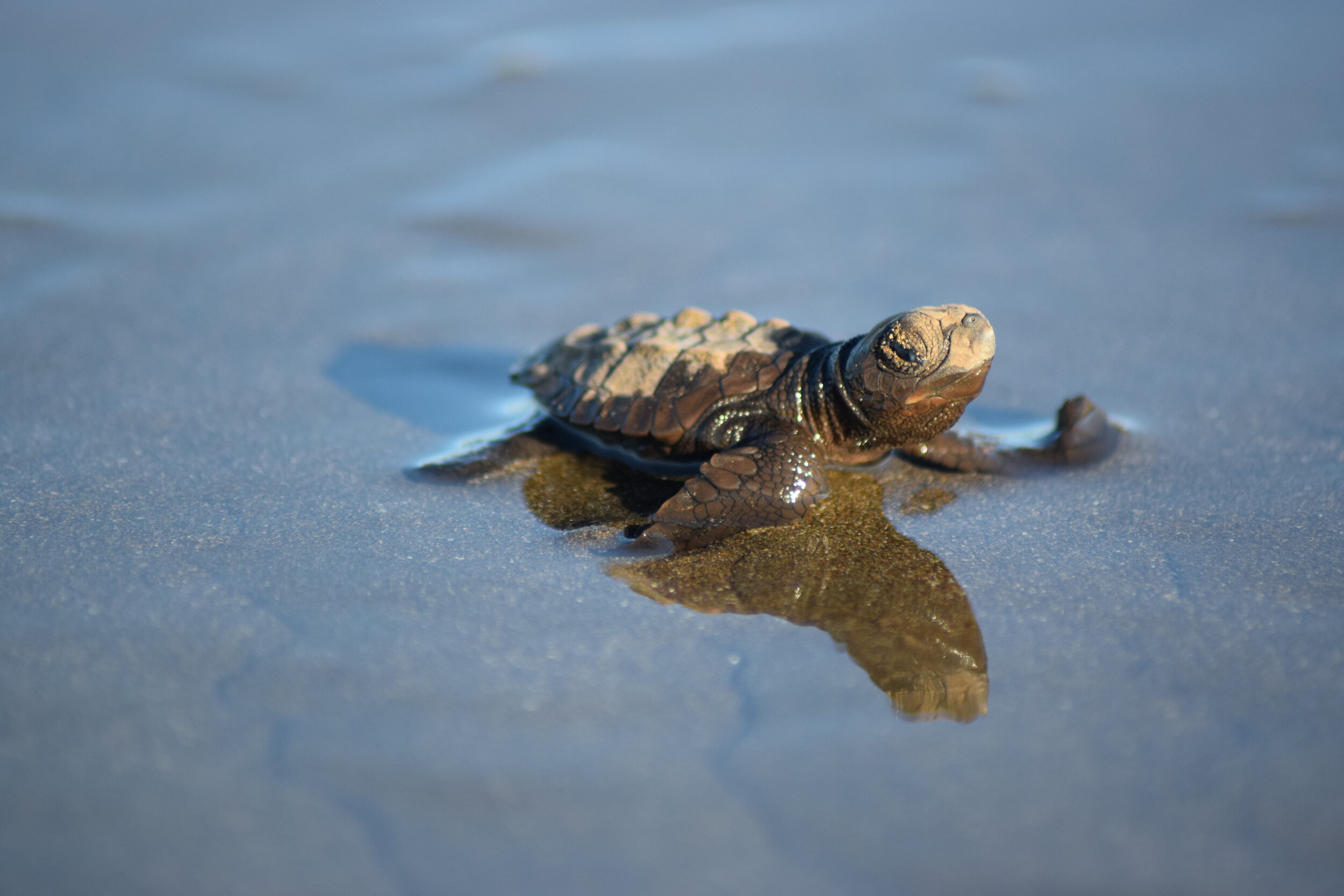 Olive ridley hatchling from Nicaragua (photo: Sos Nicaragua)