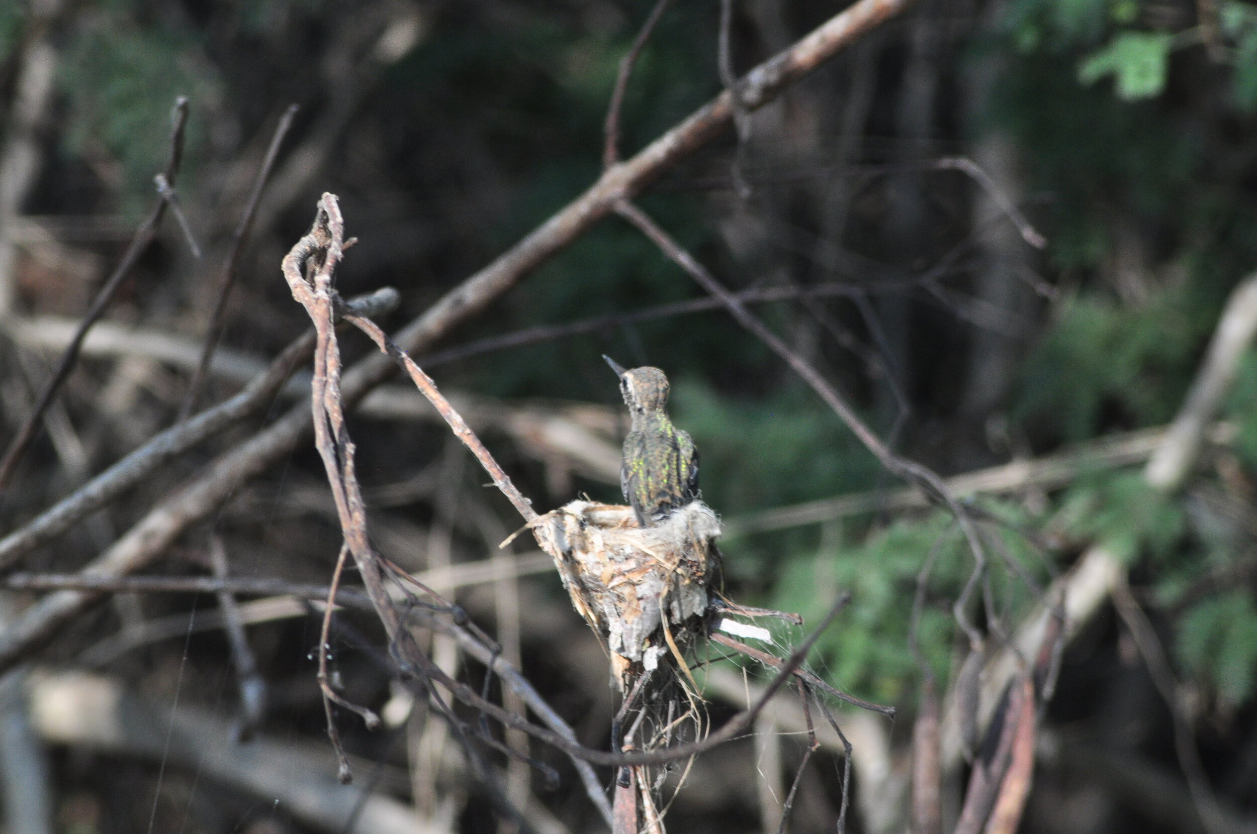 Hummingbird fledgling