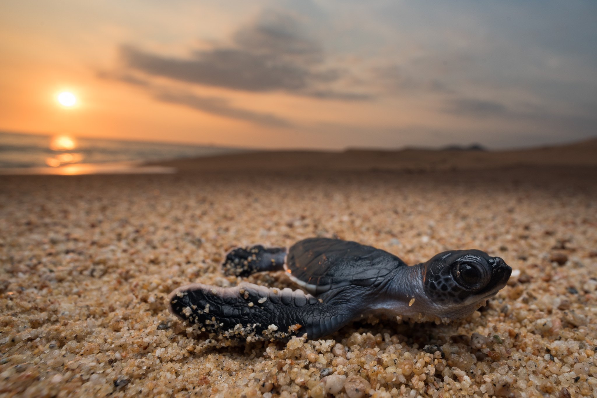 turtle hatchling on beach