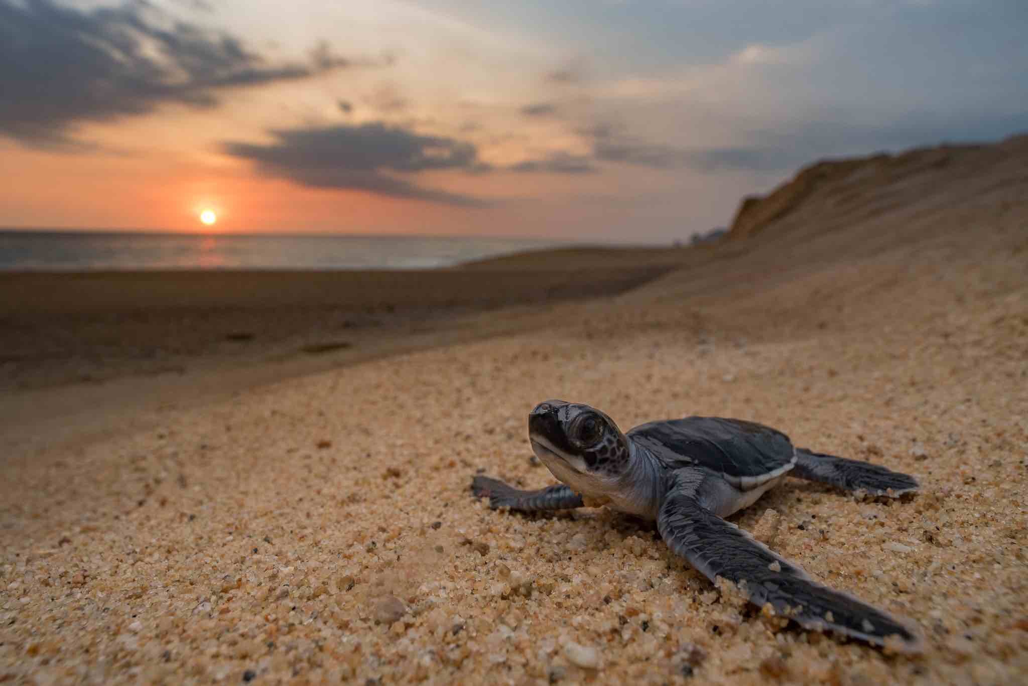   Help Save A Baby Turtle  