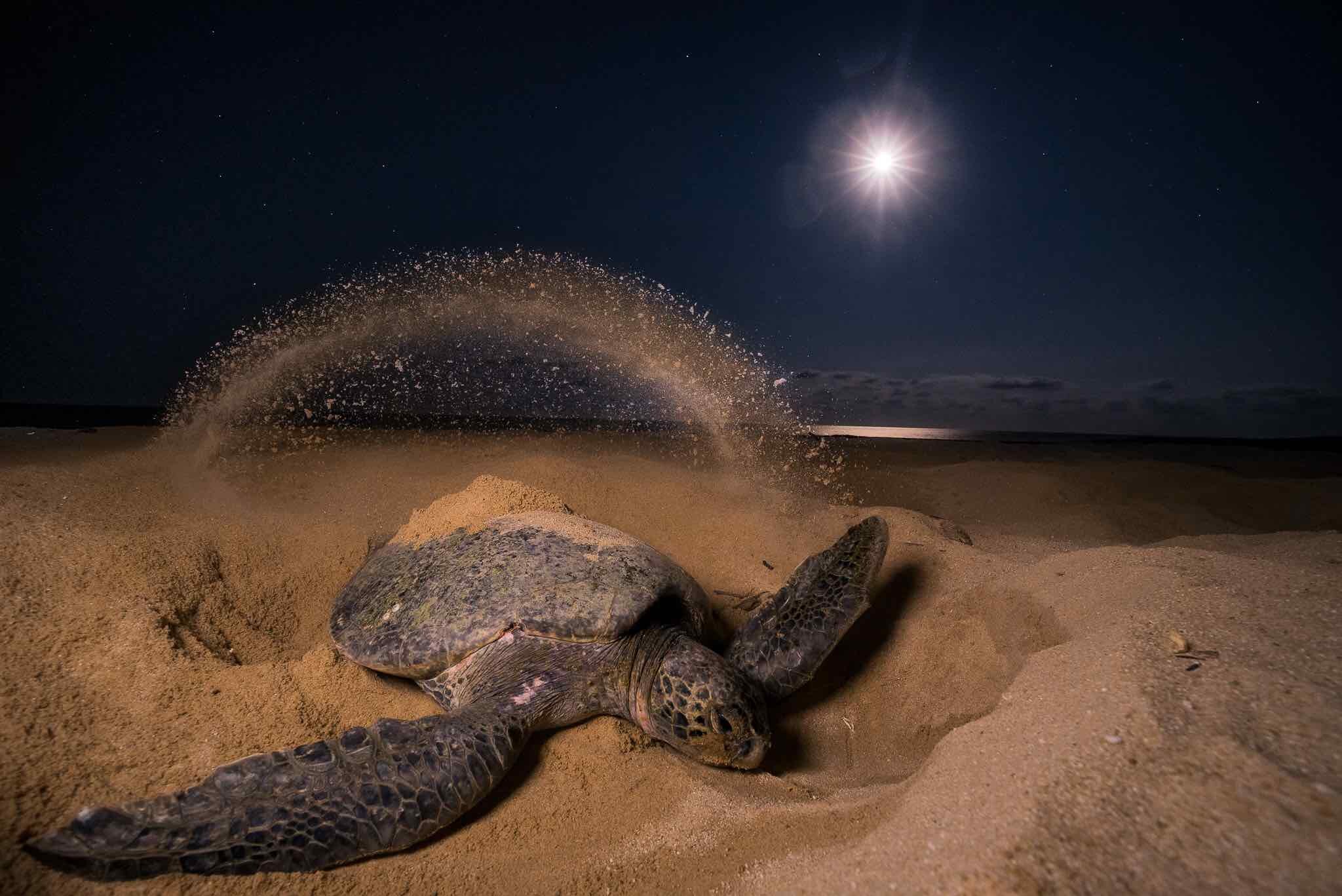   Sea Turtle Conservation Tours  