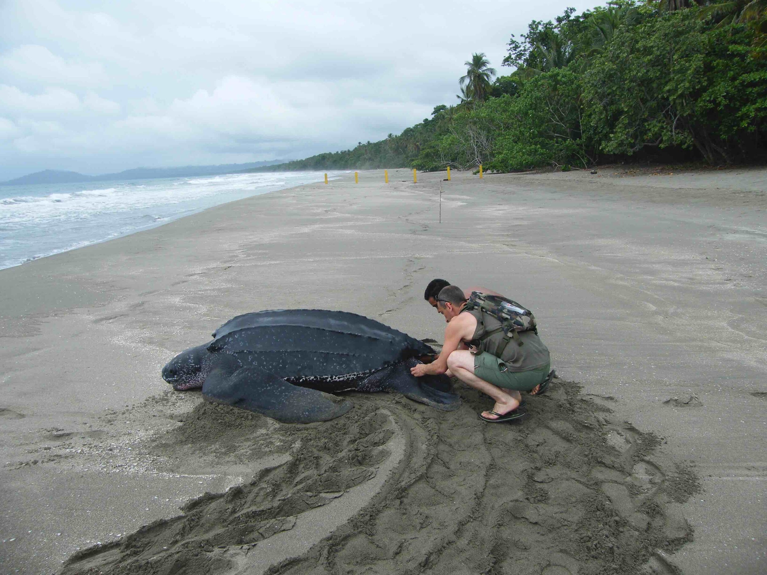   Costa Rica Leatherbacks  