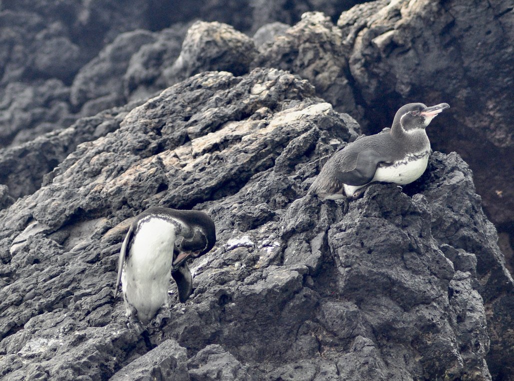 galapagos penguins