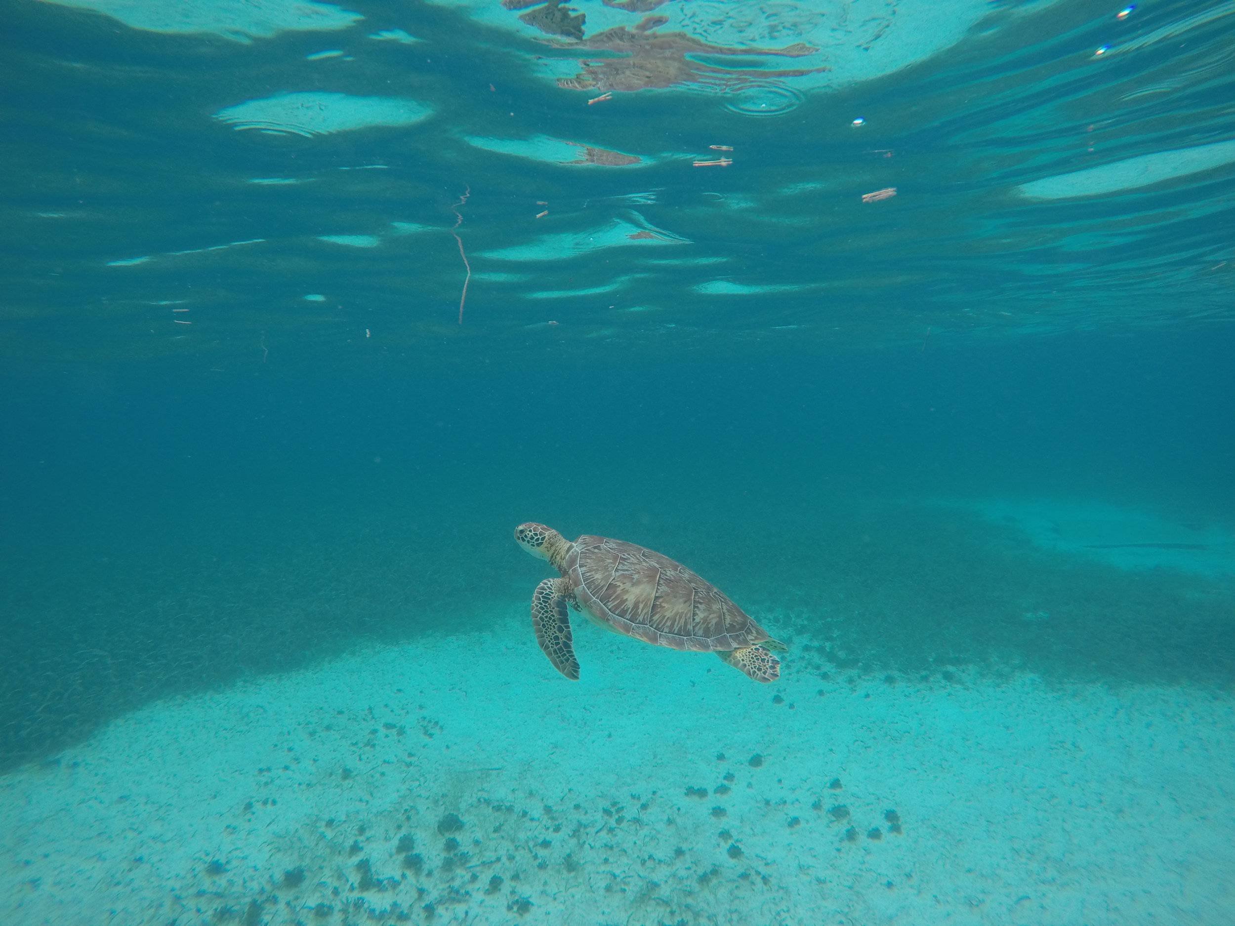 Turtle Research: Snorkel with EcoMar staff to look for turtles. When one is found, the staff will attempt to catch it for study and then release
