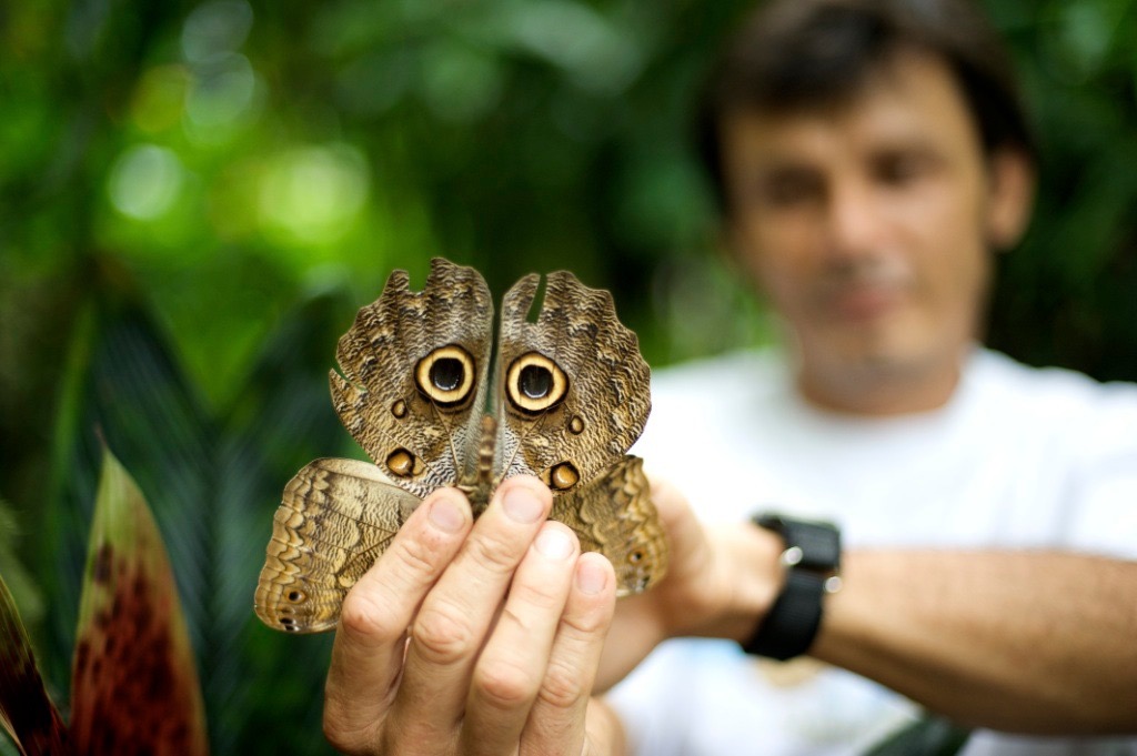 owl butterfly
