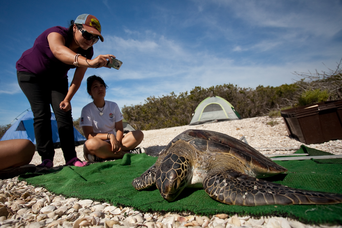 Turtle Research in Magdalena Bay