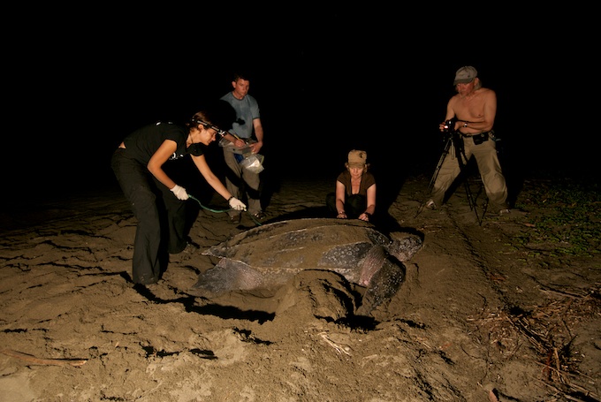 Volunteers measuring a leatherback turtle