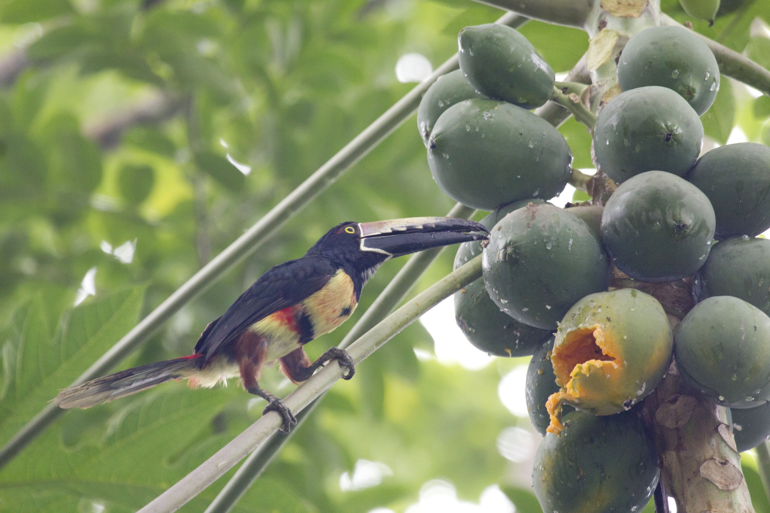Aracari feeding on papaya