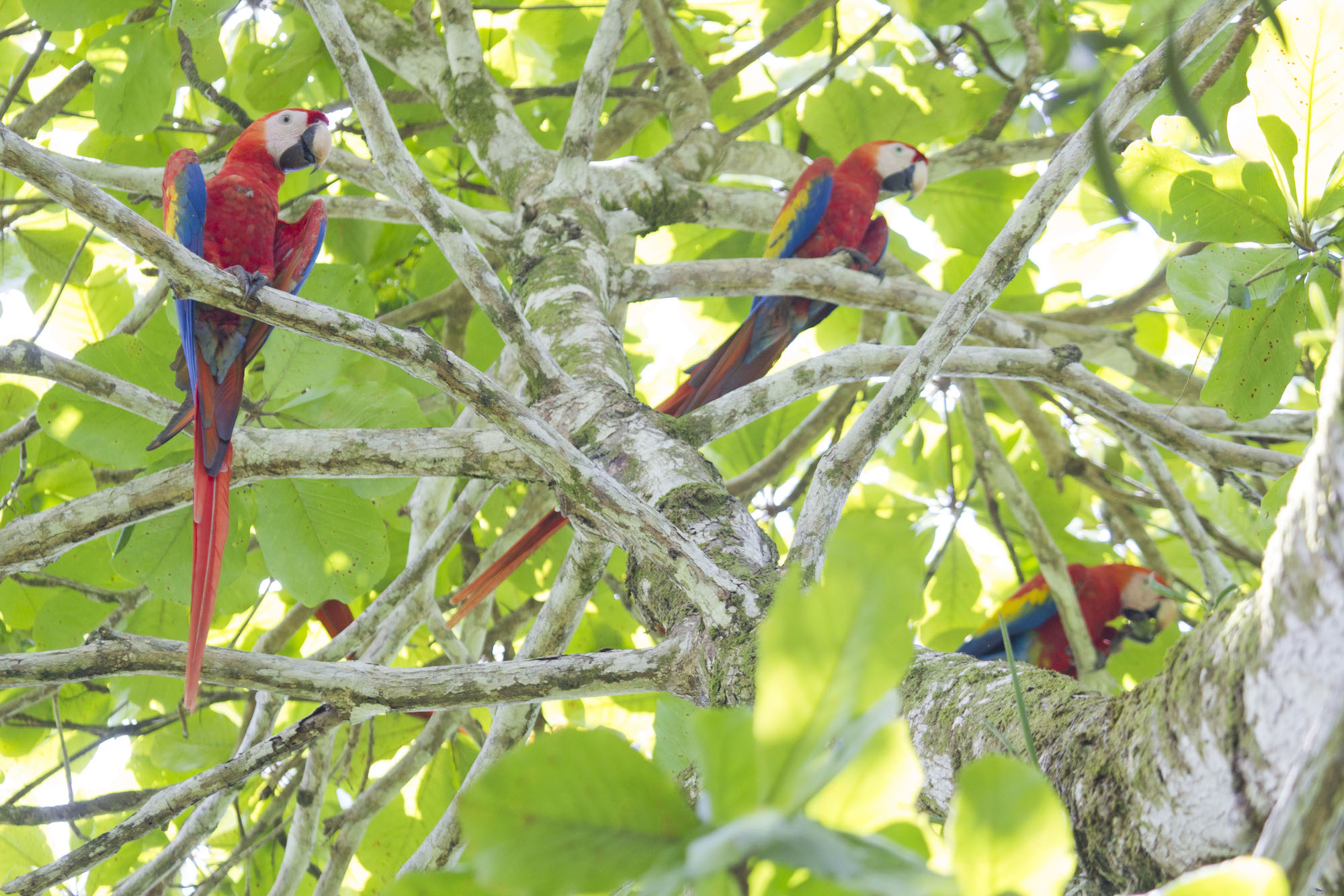 A GAGGLE OF MACAWS (PHOTO BY HAL BRINDLEY)