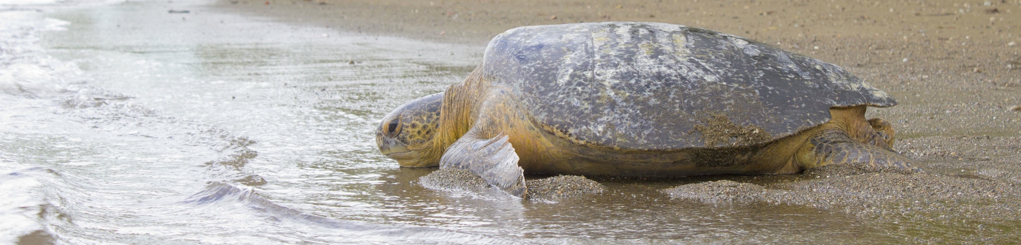 GREEN TURTLE RETURNING TO THE WATER (PHOTO: BRAD NAHILL)