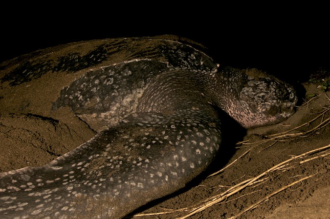 Costa Rica Leatherback Turtle Day By Day Slideshow