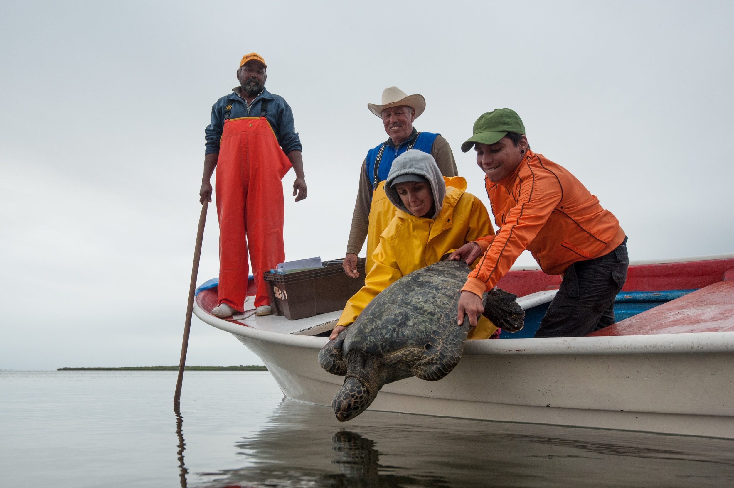 Once the data is collected, we will release the turtles back to the water