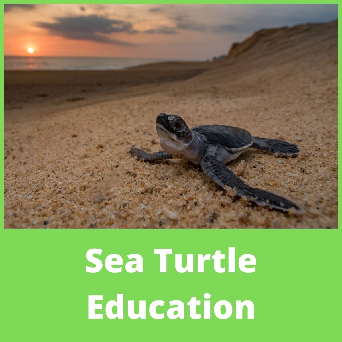 Sea Turtle Education.jpeg