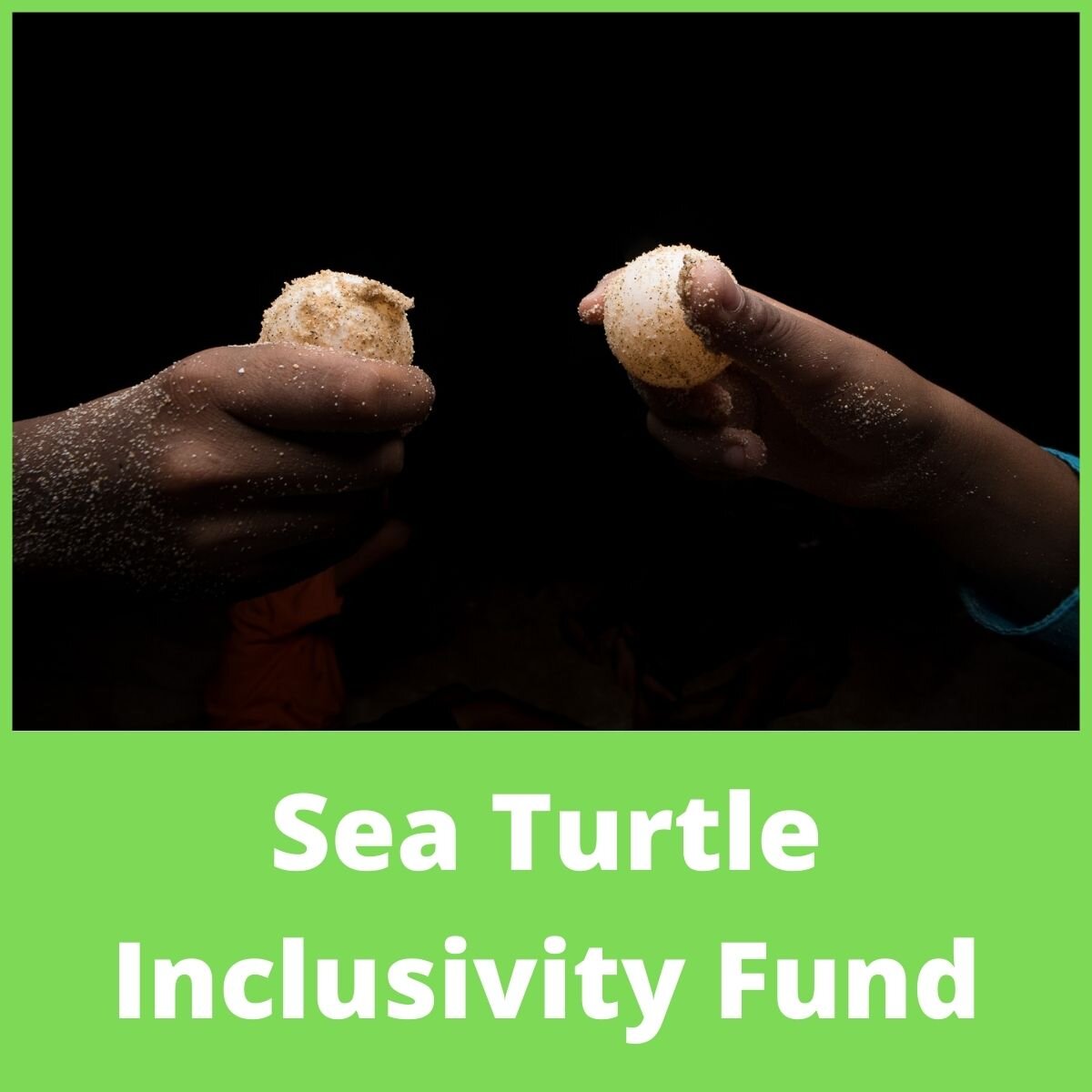 Sea Turtle Inclusivity Fund.jpeg