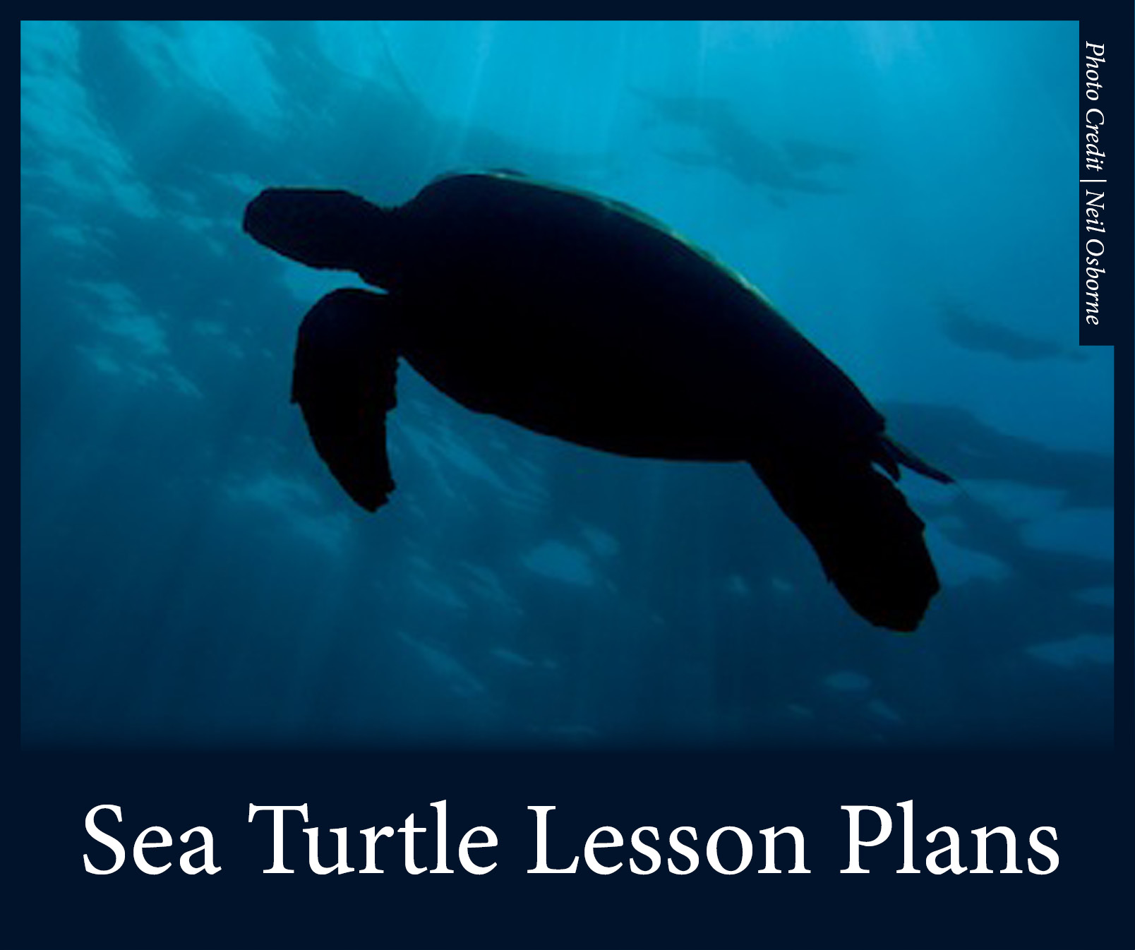 Sea Turtle Lesson Plans 2.jpg