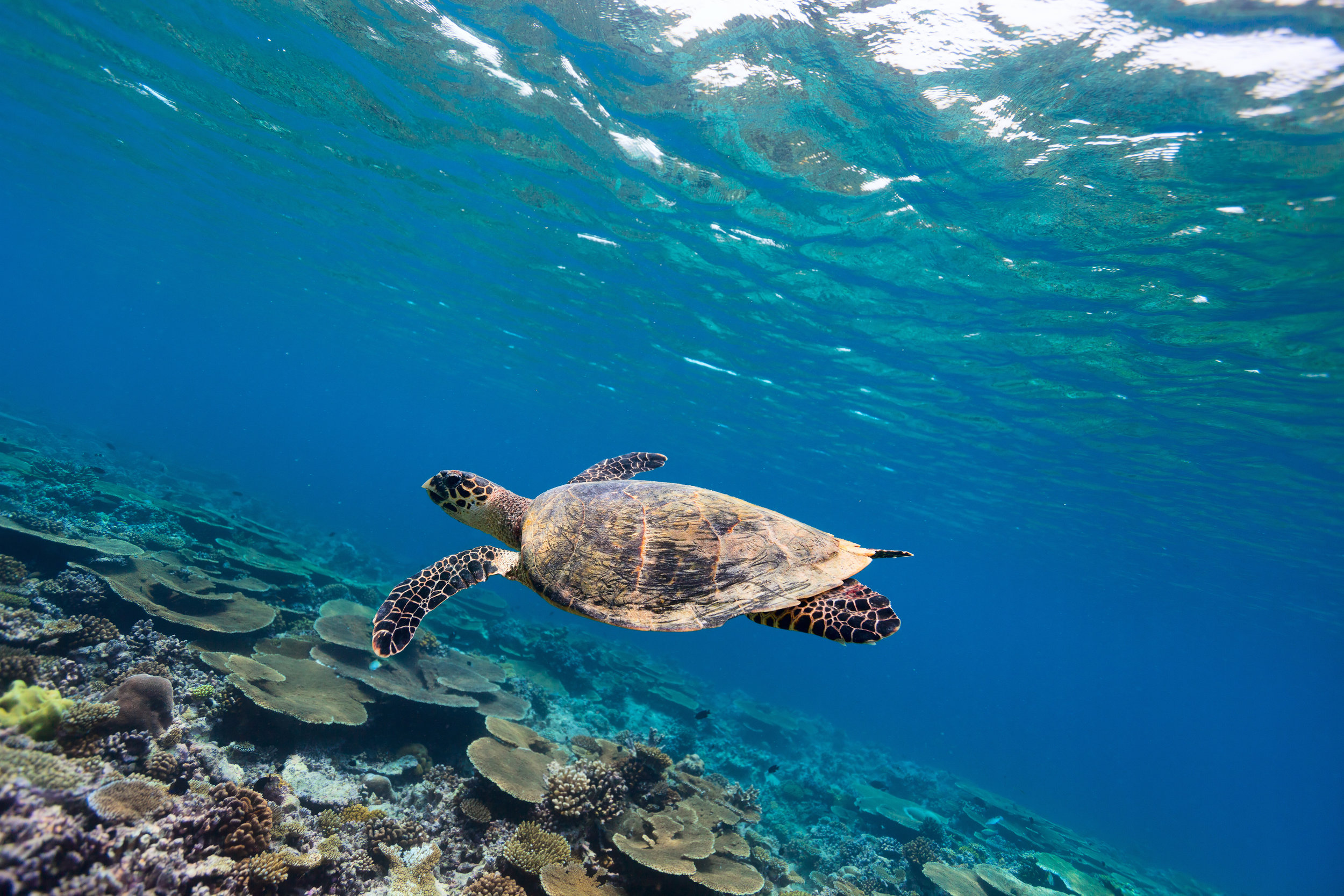 swimming sea turtle.jpg
