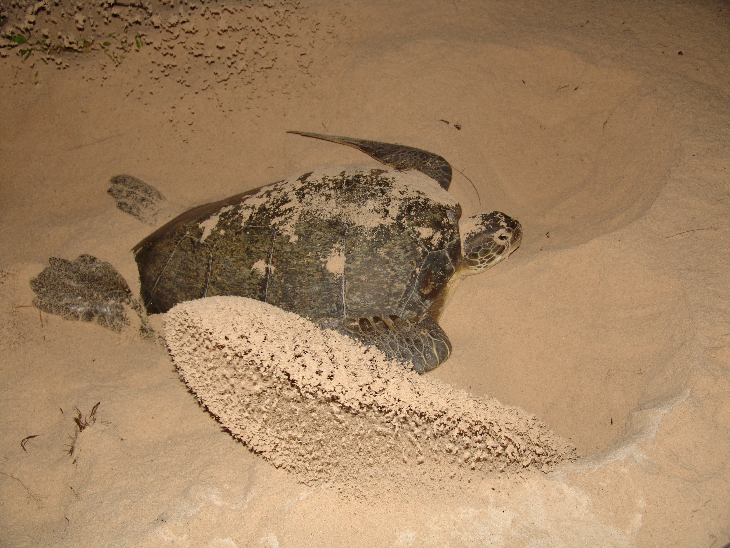 Night 6: Second night of looking for nesting turtles with local researchers.