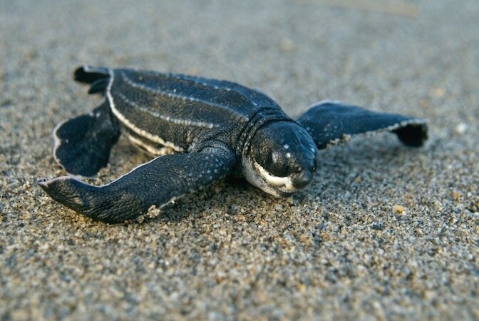 Donate To Save Baby Turtles
