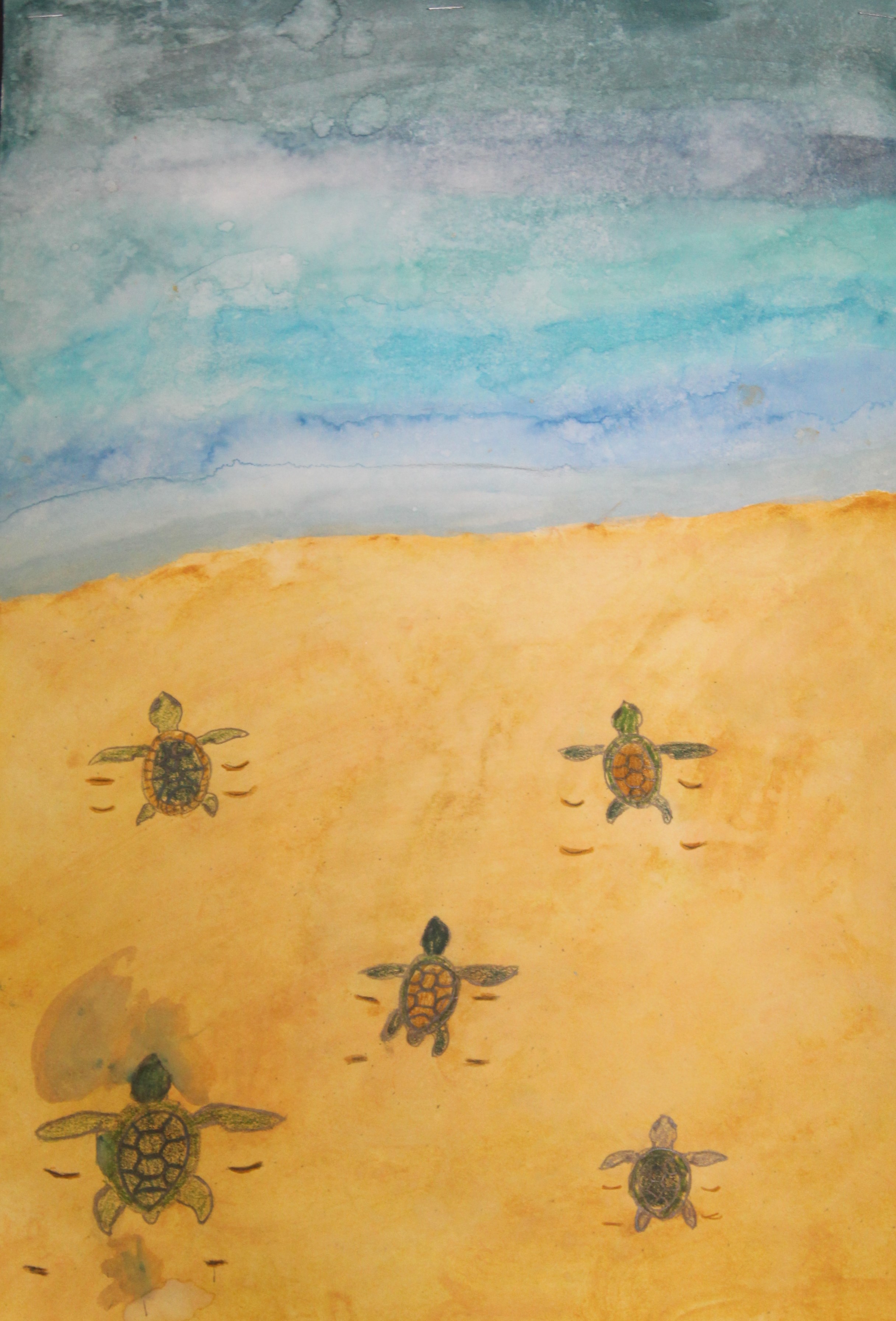 Turtle Hatchlings watercolor and colored pencil.JPG
