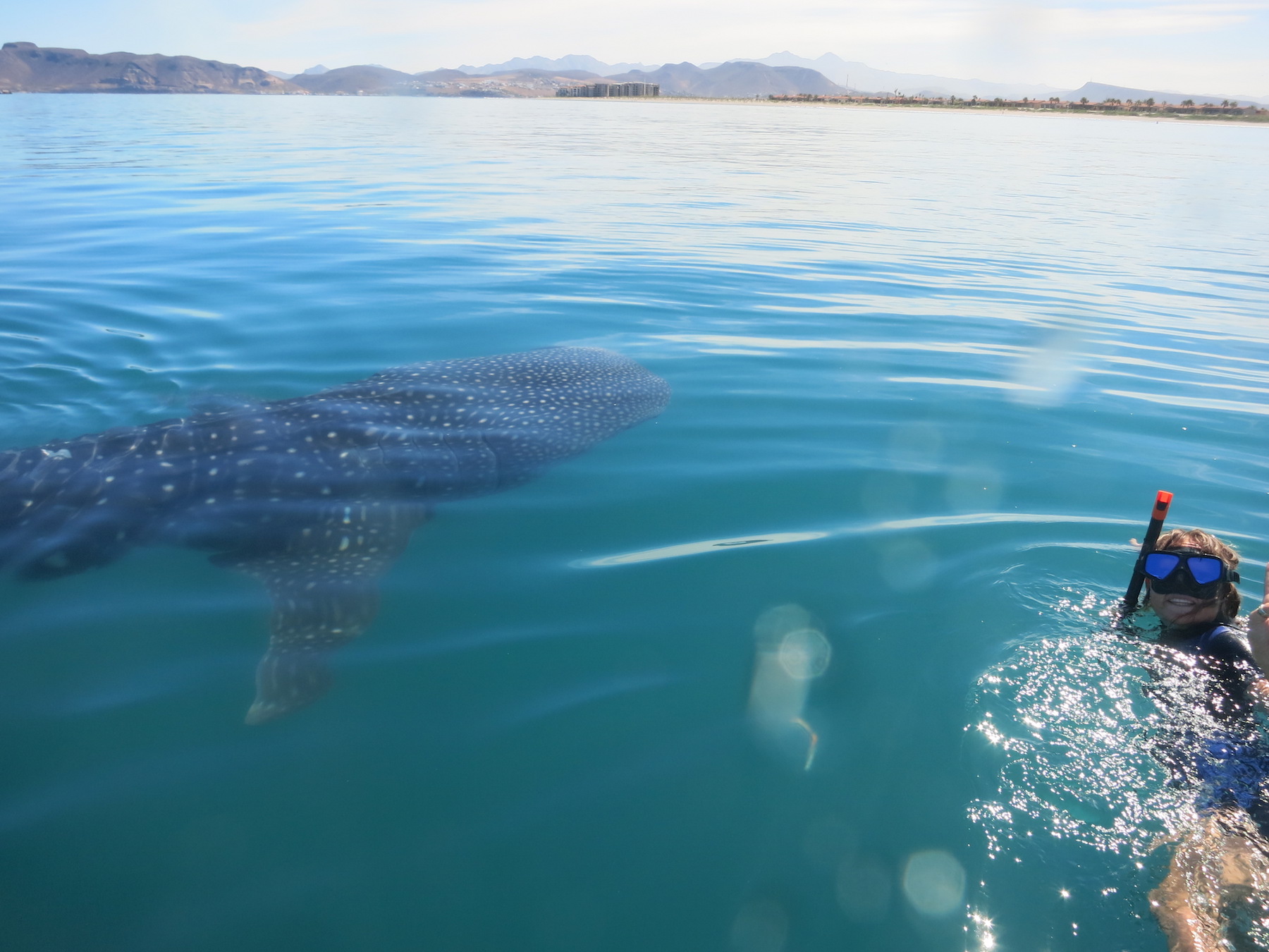 Day 6: Whale Shark Research - snorkel with these incredible giant fish
