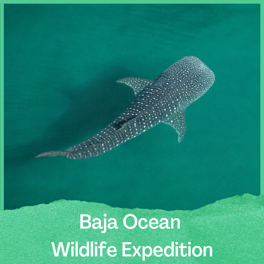 Baja Ocean Wildlife Expedition
