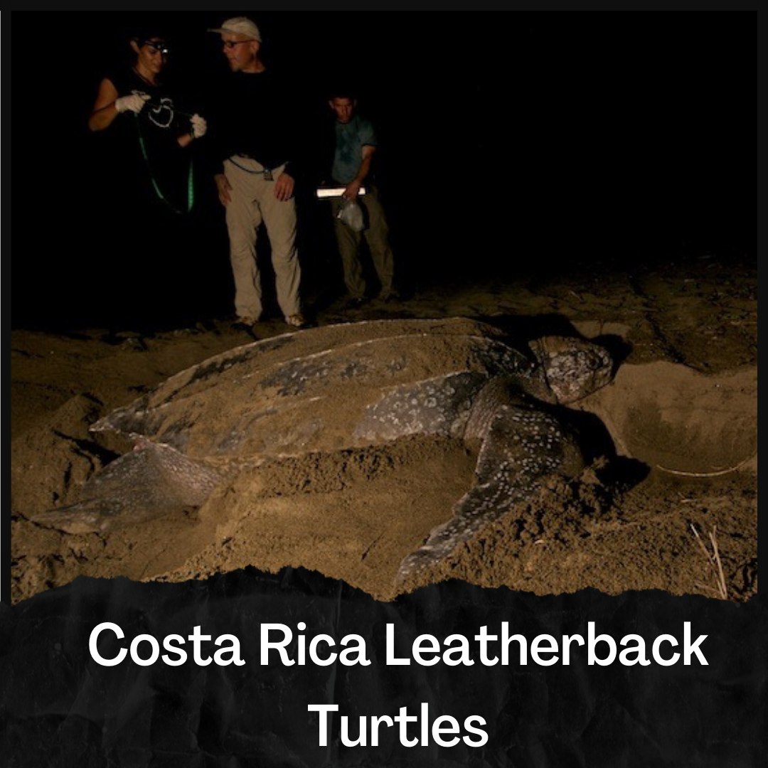 Costa Rica Leatherback Turtles