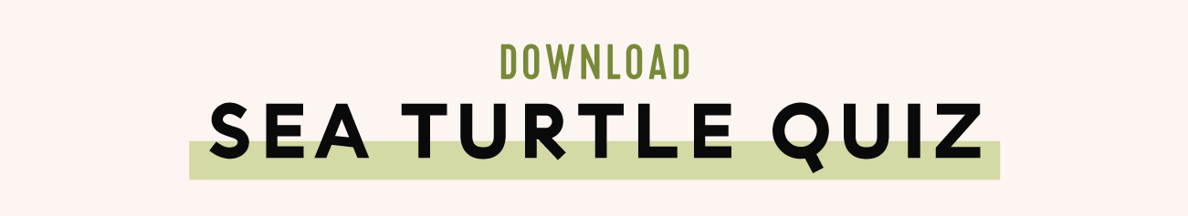sea turtle quiz button