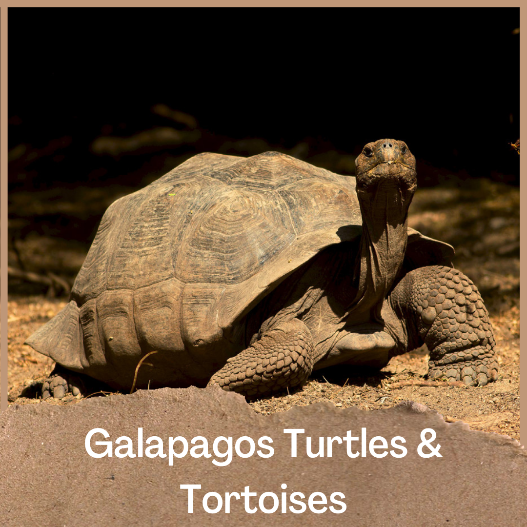 Galapagos Turtles & Tortoises Trip