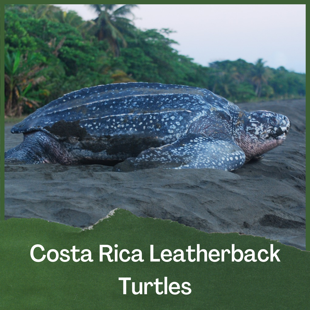 Costa Rica Leatherback Turtle Volunteer Trip